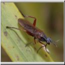 Sepedon sphegea - Hornfliege 01 9mm.jpg